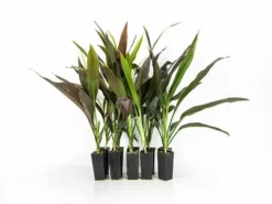 Shrubs Full Sun Cordyline Fruticosa 'Negra'