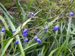 Shrubs Dianella Caerulea