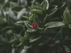 Succulents Aptenia Cordifolia Full Sun 10 Succulents Aptenia Cordifolia Full Sun