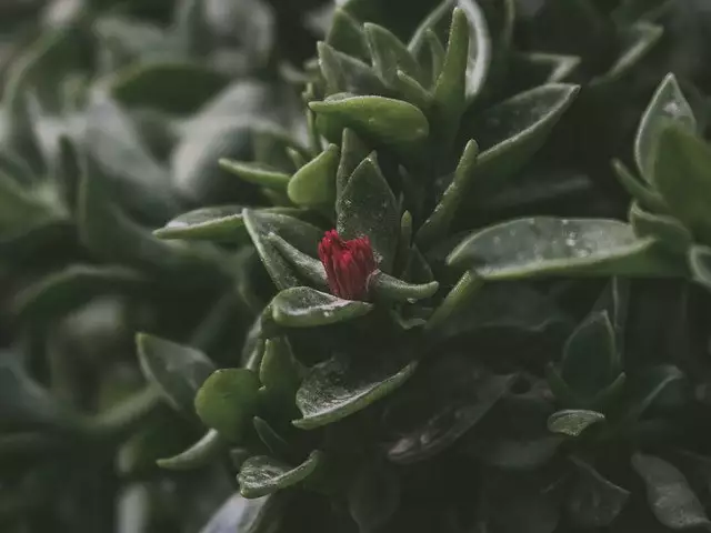 Succulents Aptenia Cordifolia Full Sun 6 Succulents Aptenia Cordifolia Full Sun