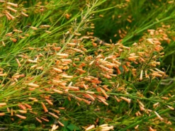 Shrubs Russelia 'Tangerine Falls' Firecracker Plant