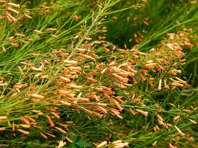 Shrubs Russelia 'Tangerine Falls' Firecracker Plant 4 Shrubs Russelia 'Tangerine Falls' Firecracker Plant