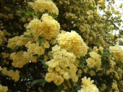 Shrubs Full Sun Rosa Banksiae Lutea