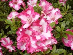 Shrubs Azalea Gretel