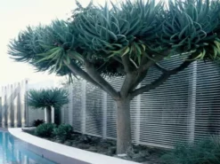 Shrubs Dracaena Draco Dragon Tree Full Sun