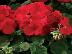 Shrubs Geranium Apache Scarlet