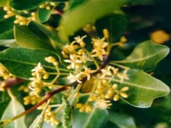 Shrubs Acronychia Imperforata Vista S