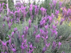 Shrubs Lavender Frenchette “Lavandula Dentata” Border Plants
