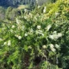 Shrubs Callistemon Citrinus White Anzac