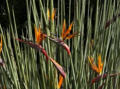 Shrubs Strelitzia Juncea