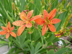 Shrubs Full Sun Iris Domestica 'Leopard Lily'