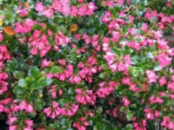 Shrubs Escallonia Macrantha Pink Pixi