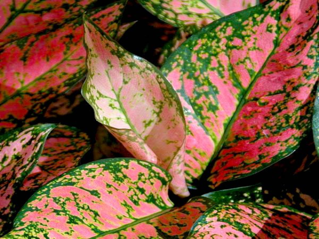 Indoor Garden Easy Care Plants Aglaonema Commutatum "Lady Valentine" Houseplant Pack 6 Indoor Garden Easy Care Plants Aglaonema Commutatum "Lady Valentine" Houseplant Pack