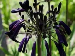 Shrubs Agapanthus Orientalis Black Magic Border Plants