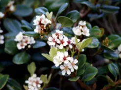 Shrubs Rhaphiolepis Snow Maiden Dwarf Hedge Pack