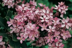 Hedge Rhaphiolepis Springtime Shrubs