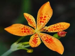 Shrubs Full Sun Iris Domestica 'Leopard Lily'