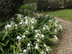 Shrubs Hymenocallis Littoralis