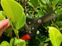 Gifts Long Nose Snips