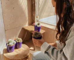 Full Sun Large Assorted Cacti Pack