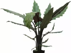 Indoor Garden Alocasia Lauterbachiana - 85mm