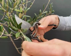 Outdoor Accessories Barebones - Metal Pruner With Sheath 14 Outdoor Accessories Barebones - Metal Pruner With Sheath