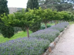 Shrubs Lavender Avonview 7 Shrubs Lavender Avonview