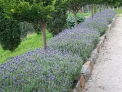 Shrubs Lavender Frenchette “Lavandula Dentata” Border Plants
