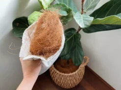 Plants In A Box Outdoor Accessories Coconut Coir (loose Bag)