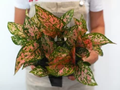 Indoor Garden Easy Care Plants Aglaonema Commutatum "Lady Valentine" Houseplant Pack 10 Indoor Garden Easy Care Plants Aglaonema Commutatum