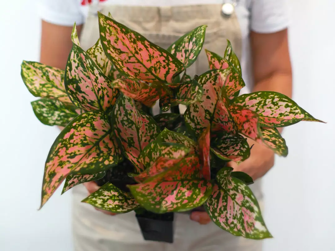 Indoor Garden Easy Care Plants Aglaonema Commutatum "Lady Valentine" Houseplant Pack 5 Indoor Garden Easy Care Plants Aglaonema Commutatum "Lady Valentine" Houseplant Pack