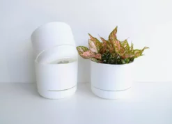 Indoor Garden Easy Care Plants Aglaonema Commutatum "Lady Valentine" Houseplant Pack 12 Indoor Garden Easy Care Plants Aglaonema Commutatum