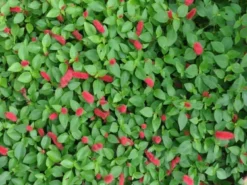 Shrubs Acalypha Reptans Stephie - 85mm