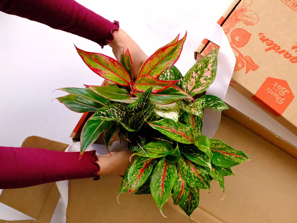 Indoor Garden Aglaonema Mixed Box - The Chinese Evergreen Box 4 Indoor Garden Aglaonema Mixed Box - The Chinese Evergreen Box