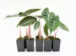 Indoor Garden Alocasia Lowii Morocco