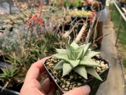 Succulents Aloe Grey Ghost Full Sun