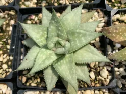 Succulents Aloe Grey Ghost Full Sun