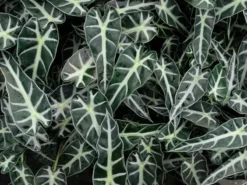 Indoor Garden Alocasia Lowii 'Bebe'/'Bambino'