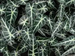 Indoor Garden Alocasias Alocasia Lowii 'Bebe'/'Bambino' - 85mm