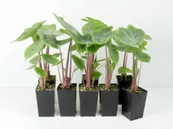 Indoor Garden Alocasia Ivory Coast