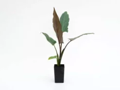 Indoor Garden Alocasia Lauterbachiana