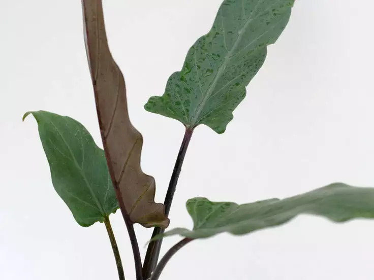Indoor Garden Alocasia Lauterbachiana - 85mm 3 Indoor Garden Alocasia Lauterbachiana - 85mm