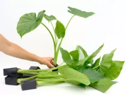 Indoor Garden Alocasia Macrorrhiza Portadora Alocasias