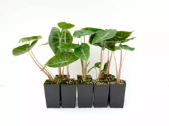 Indoor Garden Alocasia Lowii Morocco