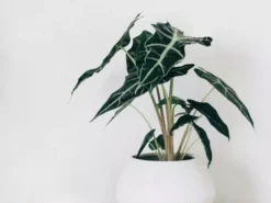 Indoor Garden Alocasias Alocasia Lowii 'Polly Amazonica'