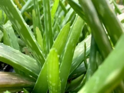 Succulents Aloe Vera Border Plants 12 Succulents Aloe Vera Border Plants