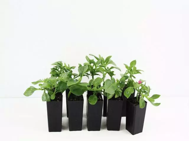 Succulents Aptenia Cordifolia Full Sun 3 Succulents Aptenia Cordifolia Full Sun