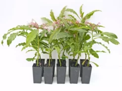 Hedge Shrubs Ardisia Macrocarpa Mystique