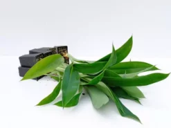 Shrubs Border Plants Arthropodium Cirratum Matapouri Bay