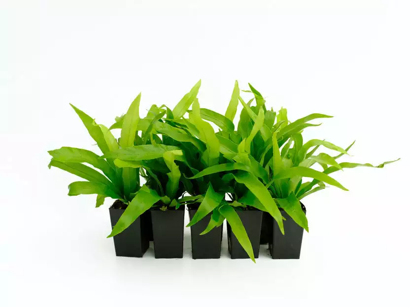 Indoor Garden Asplenium Antiquum Narrow Spaces 4 Indoor Garden Asplenium Antiquum Narrow Spaces